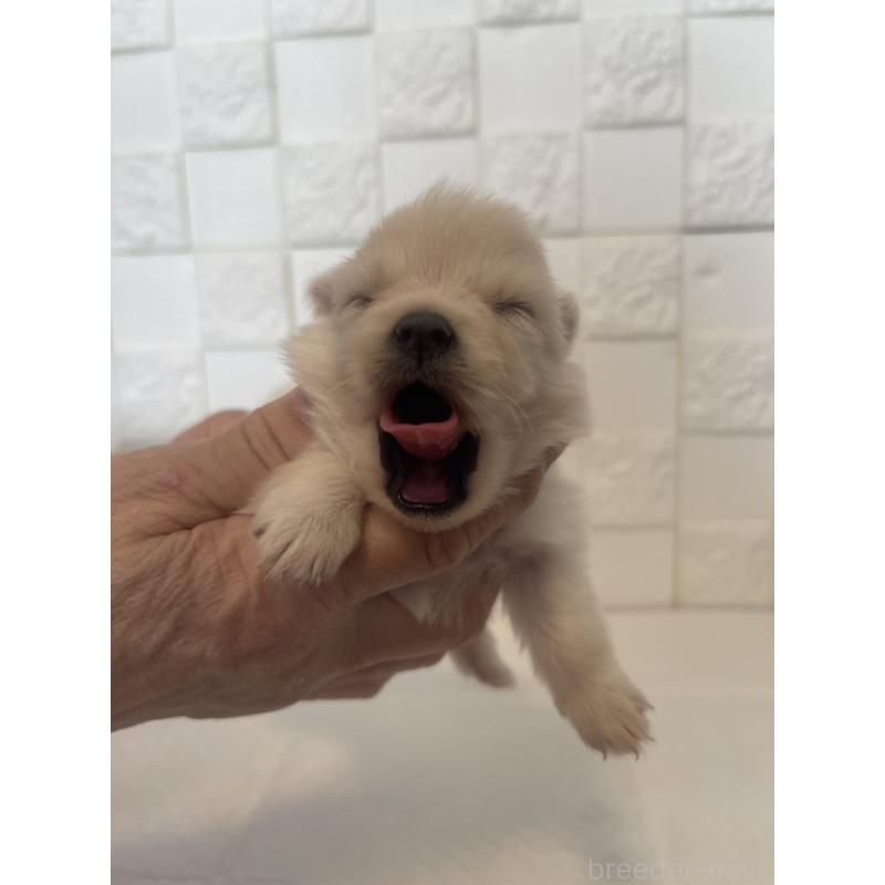 販売中の群馬県のポメラニアン-455295の10枚目