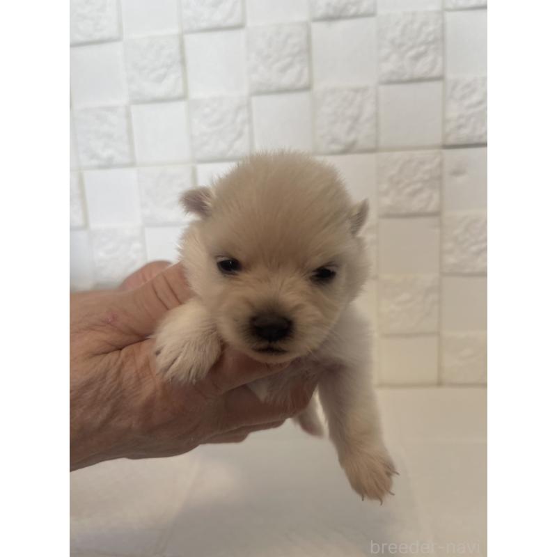 販売中の群馬県のポメラニアン-455295の9枚目