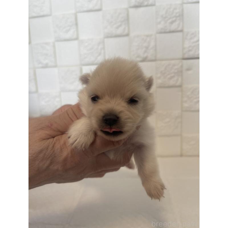 販売中の群馬県のポメラニアン-455295の7枚目