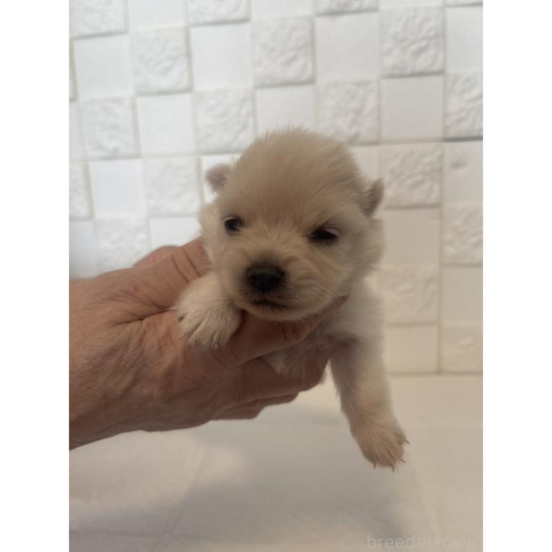 販売中の群馬県のポメラニアン-455295の8枚目