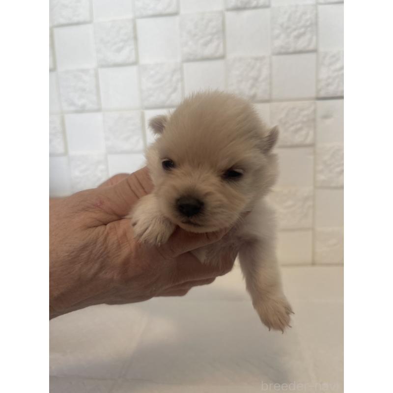 販売中の群馬県のポメラニアン-455295の6枚目