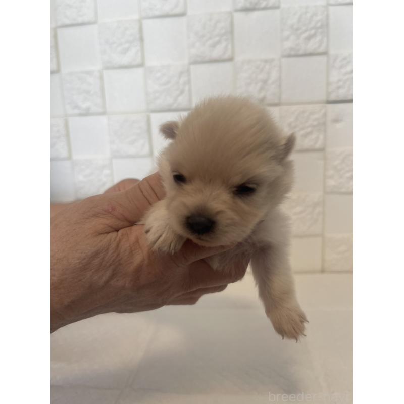 販売中の群馬県のポメラニアン-455295の5枚目