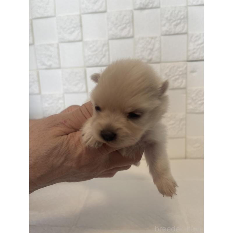 販売中の群馬県のポメラニアン-455295の4枚目