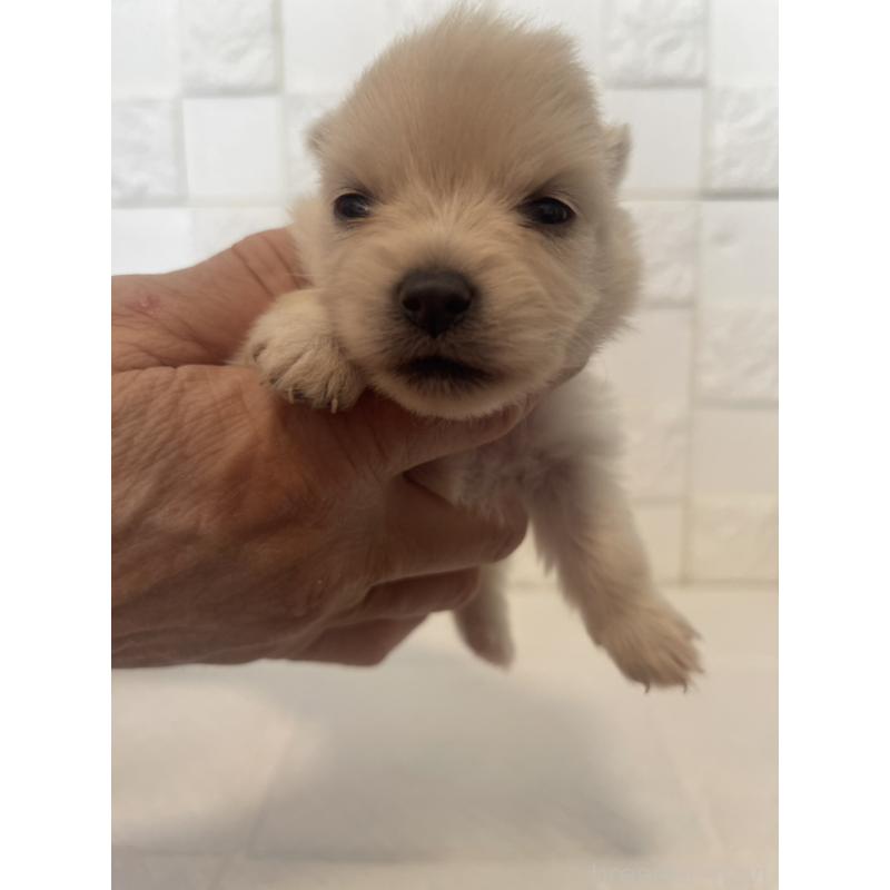 販売中の群馬県のポメラニアン-455295の3枚目