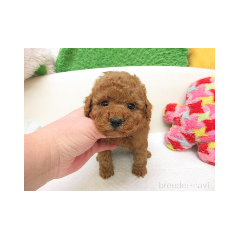 販売中の大阪府のトイプードル-455296の2枚目