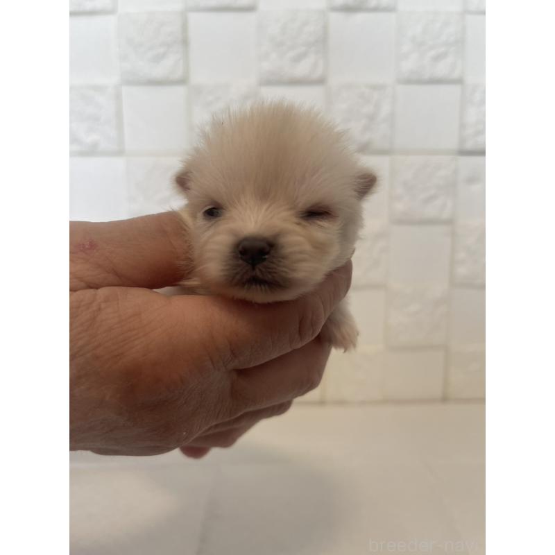 販売中の群馬県のポメラニアン-455298の9枚目