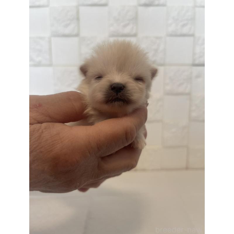 販売中の群馬県のポメラニアン-455298の8枚目