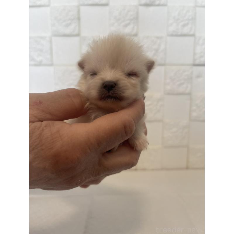 販売中の群馬県のポメラニアン-455298の7枚目
