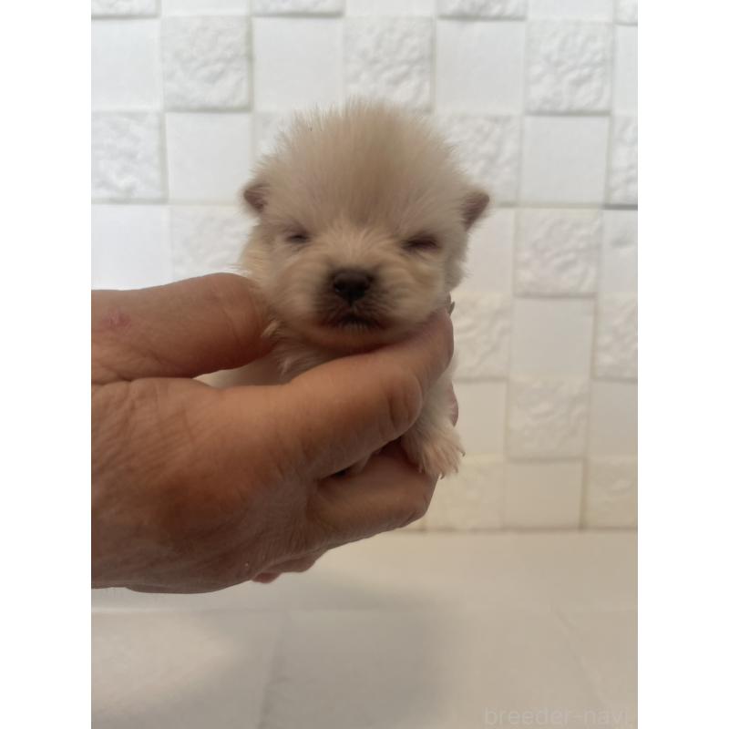 販売中の群馬県のポメラニアン-455298の6枚目