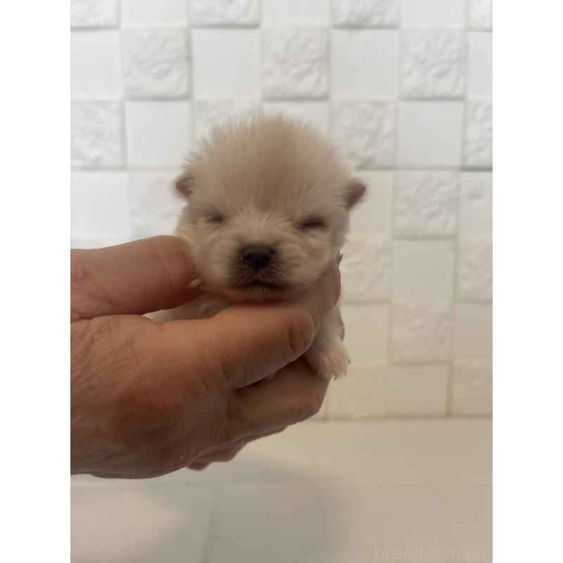 販売中の群馬県のポメラニアン-455298の5枚目