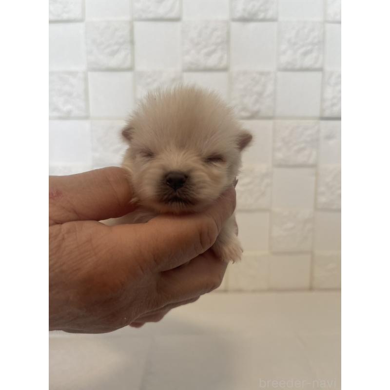 販売中の群馬県のポメラニアン-455298の4枚目