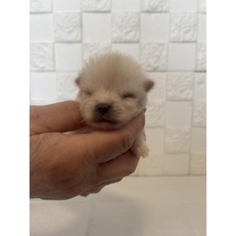 販売中の群馬県のポメラニアン-455298の2枚目