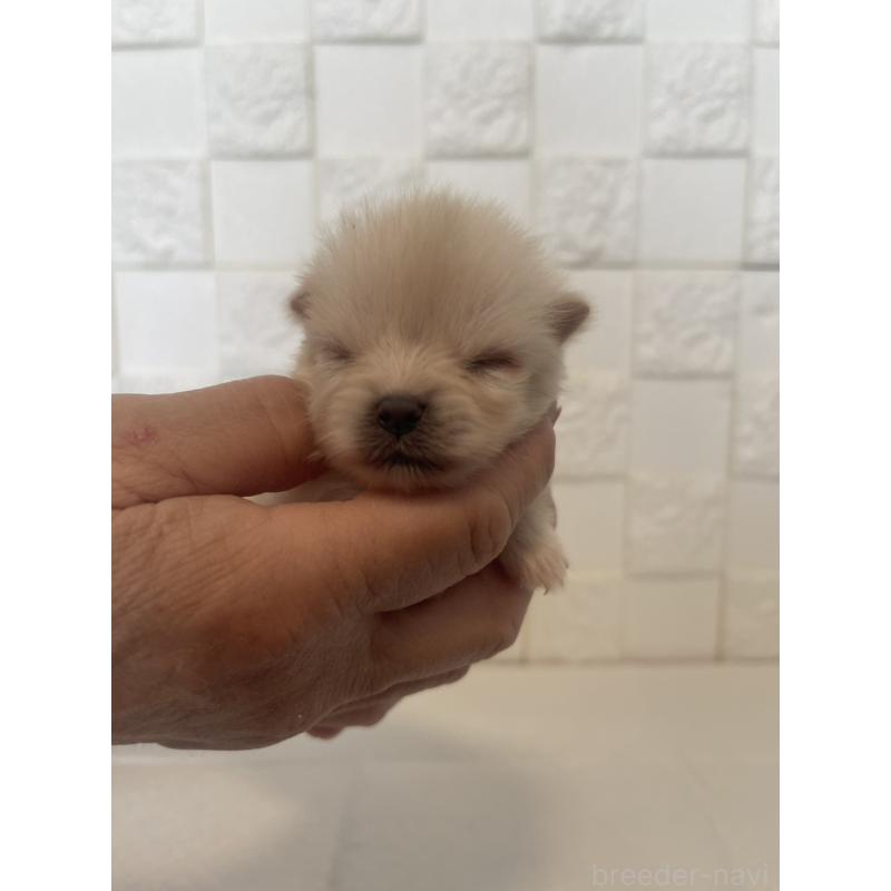 販売中の群馬県のポメラニアン-455298の3枚目