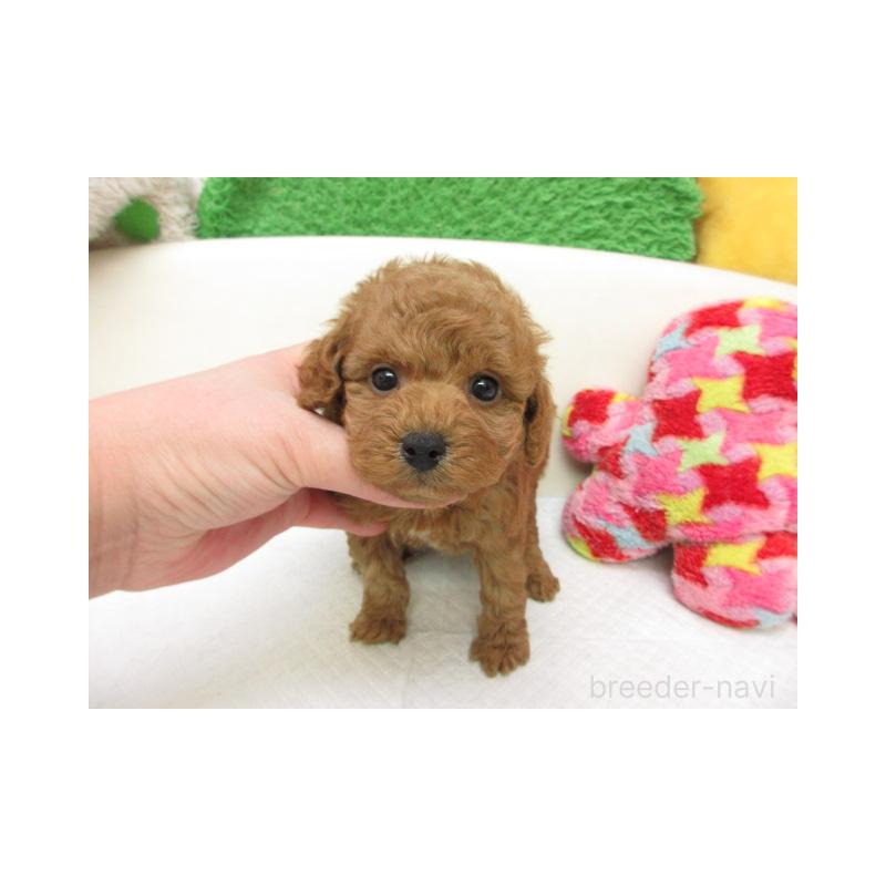 販売中の大阪府のトイプードル-455299の2枚目