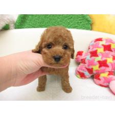 ♀︎トイプードル