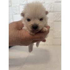 ♀︎ポメラニアン