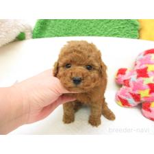 ♀︎トイプードル