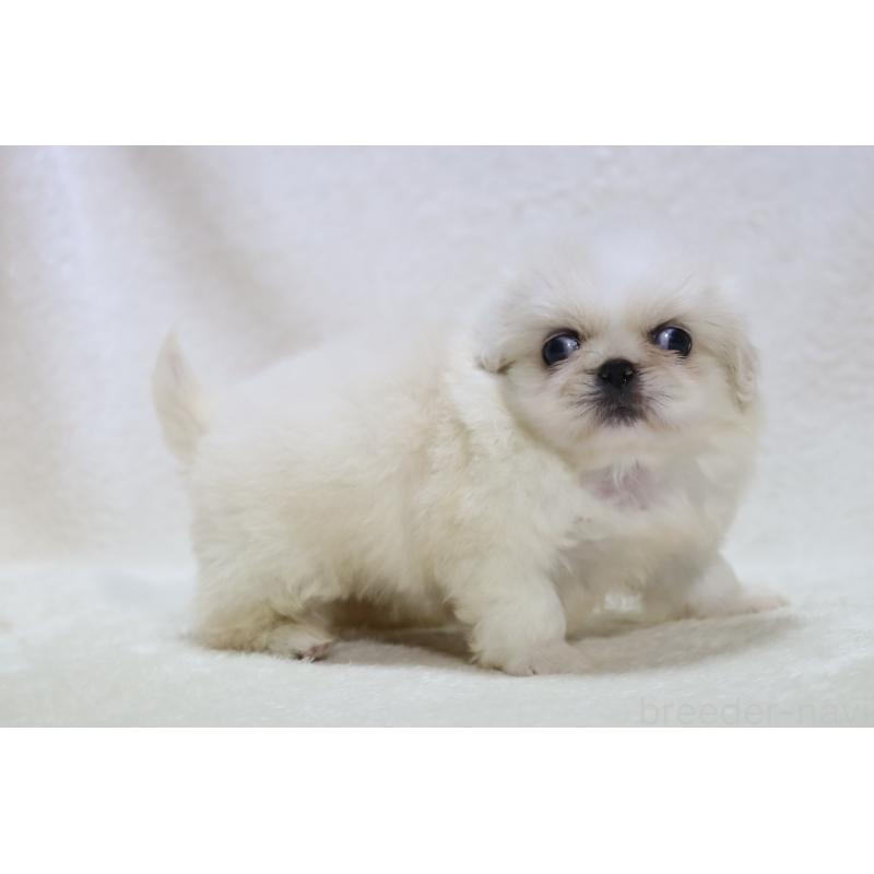 販売中の滋賀県のペキニーズ-455466の6枚目