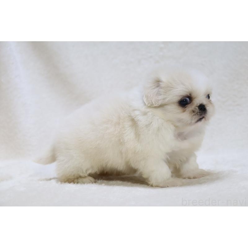 販売中の滋賀県のペキニーズ-455466の5枚目