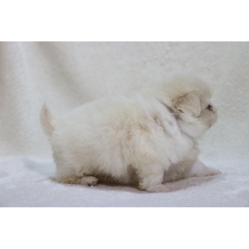 販売中の滋賀県のペキニーズ-455466の4枚目