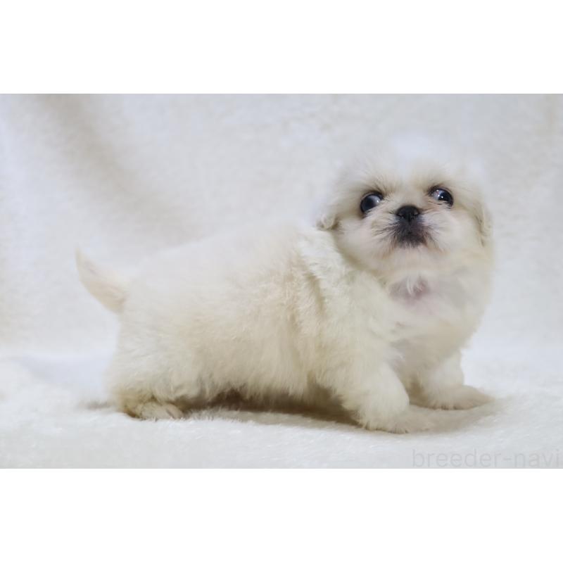 販売中の滋賀県のペキニーズ-455466の3枚目