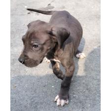 ♀︎グレートデン