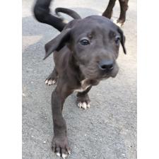 ♀︎グレートデン