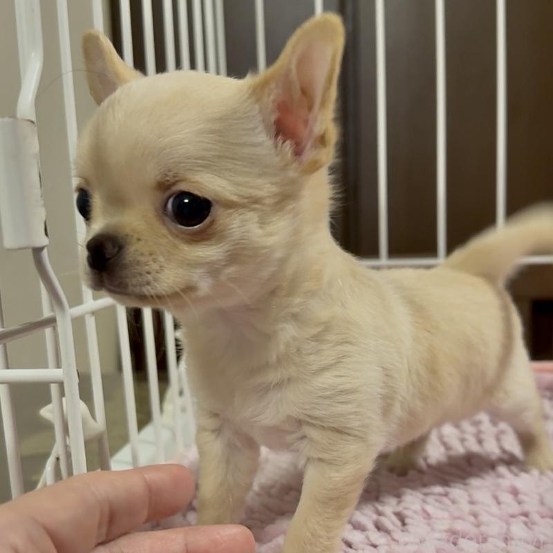 販売中の東京都のチワワ(ロングコート)-453092