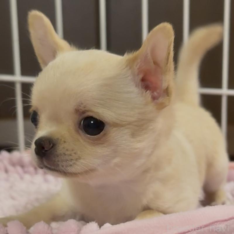 販売中の東京都のチワワ(ロングコート)-453092