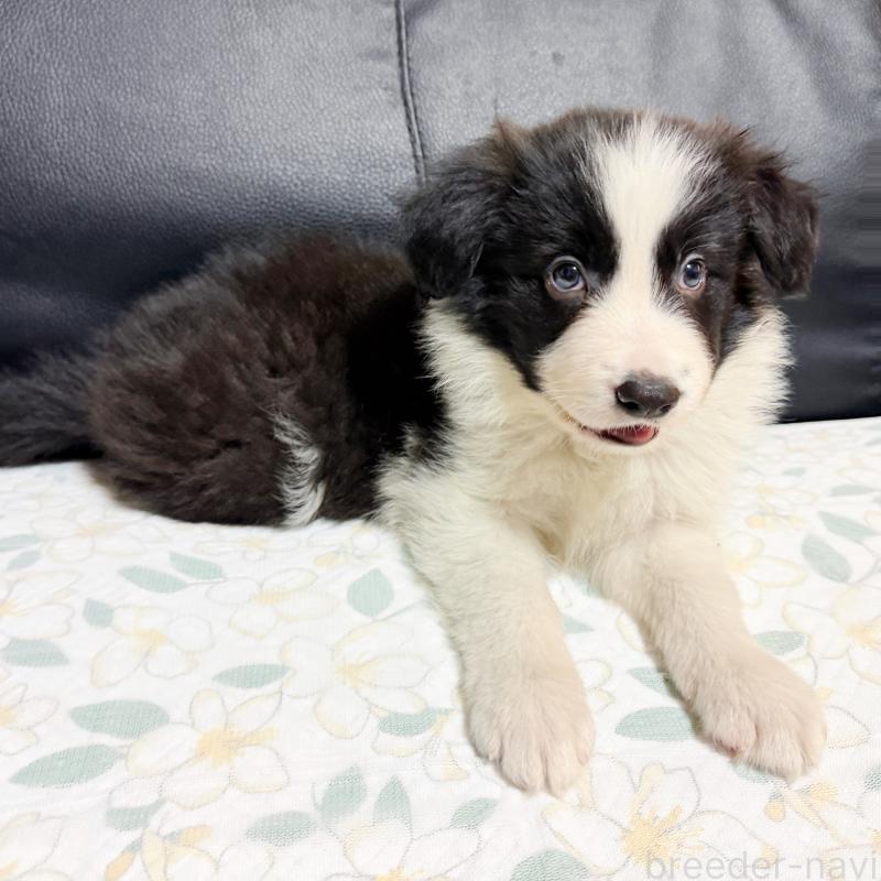 販売中の埼玉県のボーダーコリー-455467