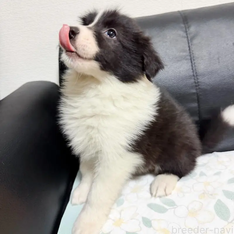 販売中の埼玉県のボーダーコリー-455467の4枚目