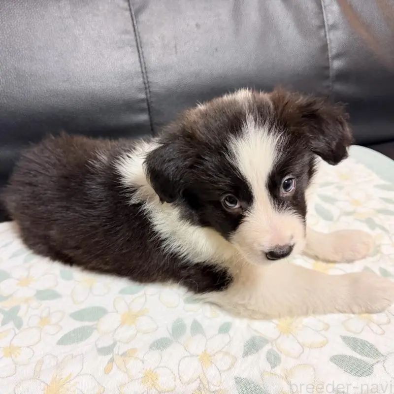 販売中の埼玉県のボーダーコリー-455467の3枚目