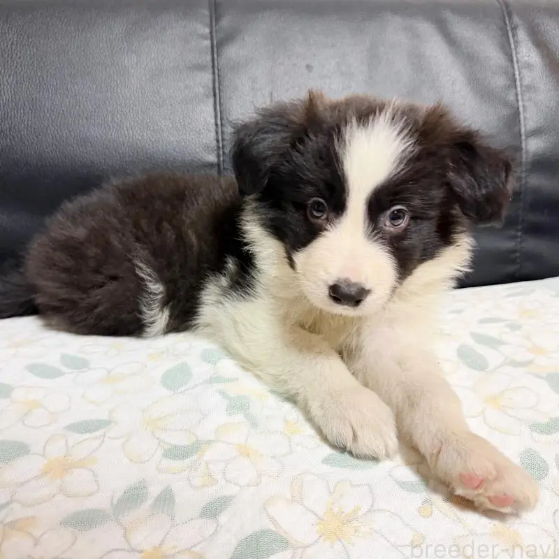 販売中の埼玉県のボーダーコリー-455467の2枚目