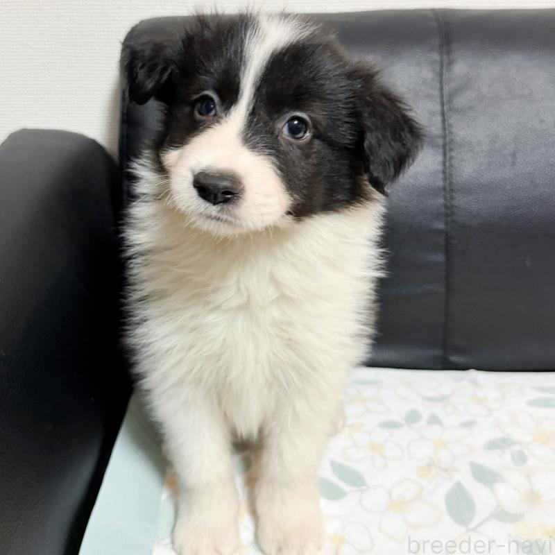 販売中の埼玉県のボーダーコリー-455468の5枚目