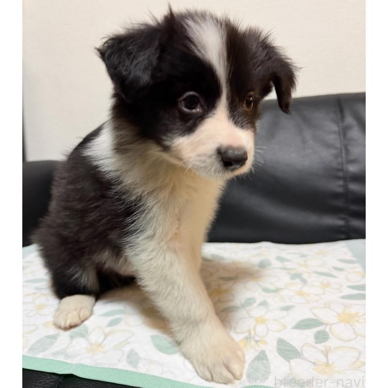 販売中の埼玉県のボーダーコリー-455468の4枚目