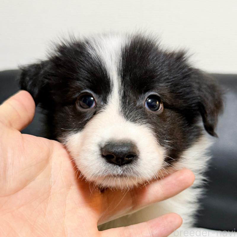 販売中の埼玉県のボーダーコリー-455468の3枚目