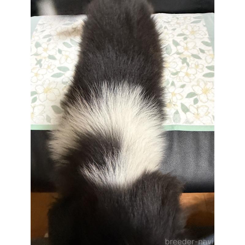 販売中の埼玉県のボーダーコリー-455468の2枚目