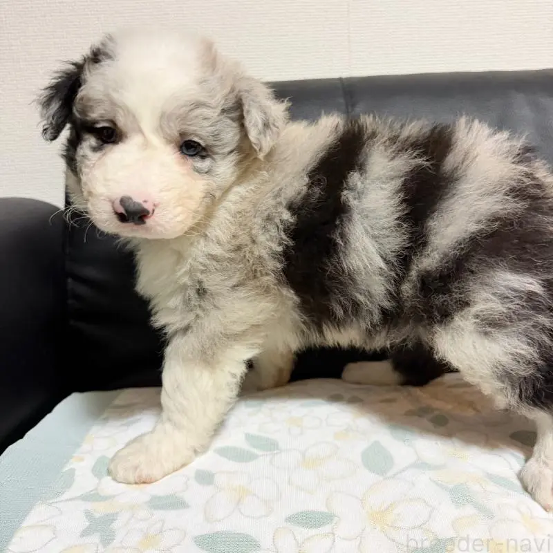 販売中の埼玉県のボーダーコリー-455469の5枚目