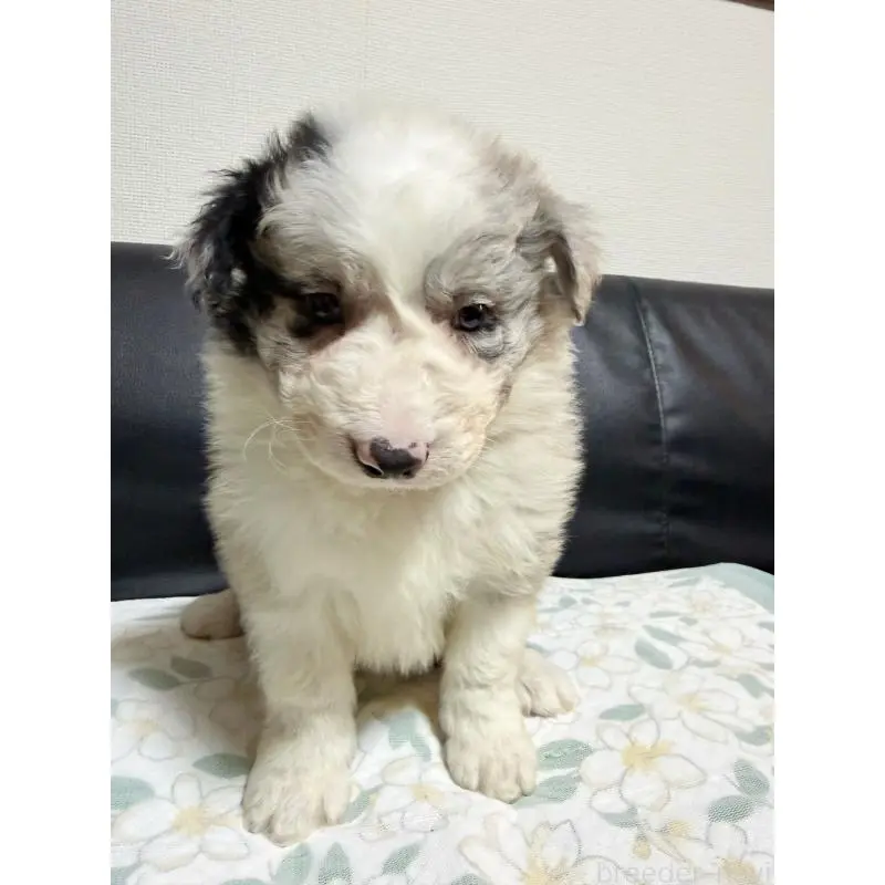 販売中の埼玉県のボーダーコリー-455469の4枚目