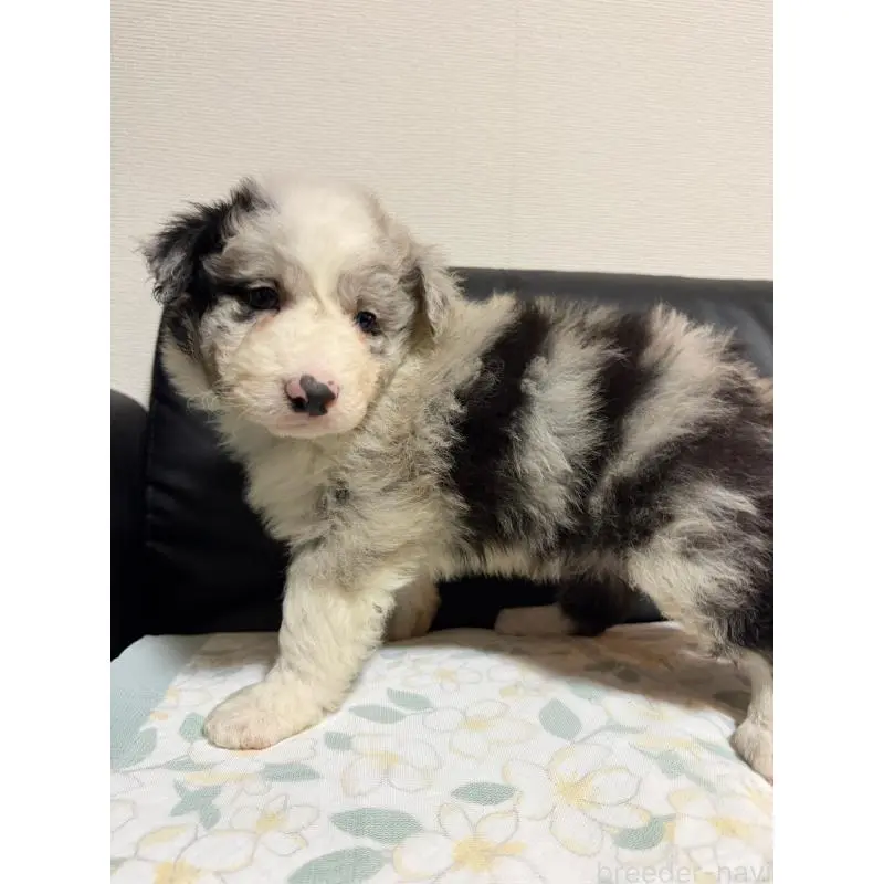 販売中の埼玉県のボーダーコリー-455469の3枚目