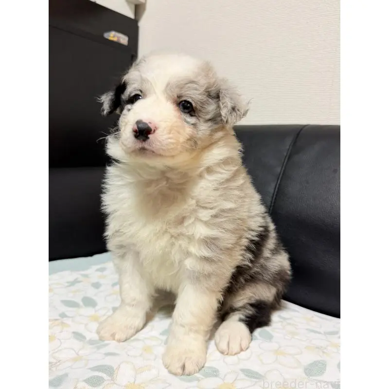 販売中の埼玉県のボーダーコリー-455469の2枚目