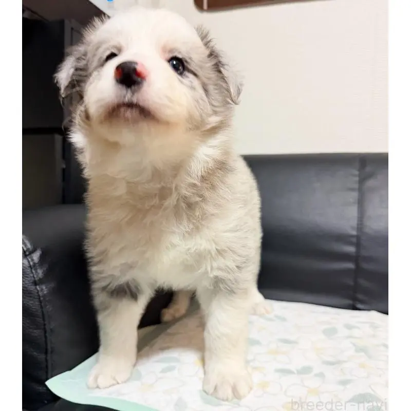 販売中の埼玉県のボーダーコリー-455470の5枚目