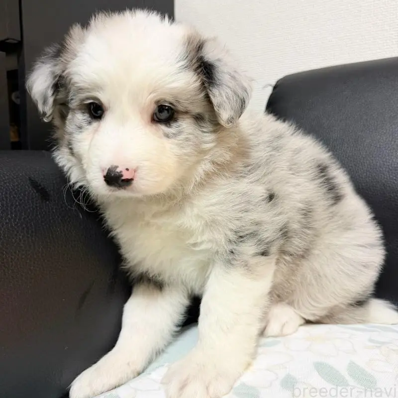 販売中の埼玉県のボーダーコリー-455470の4枚目