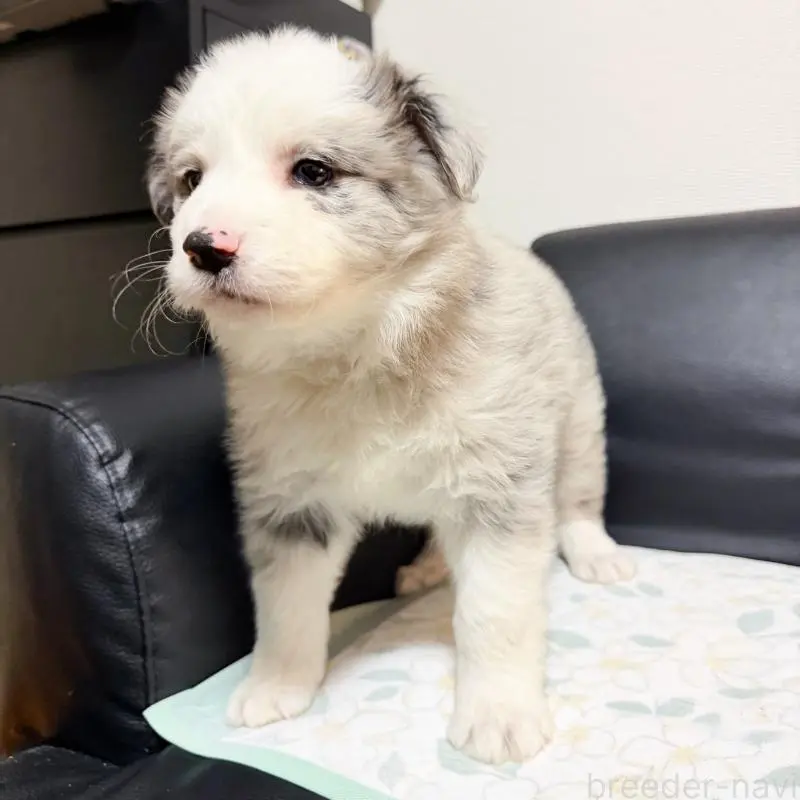 販売中の埼玉県のボーダーコリー-455470の3枚目