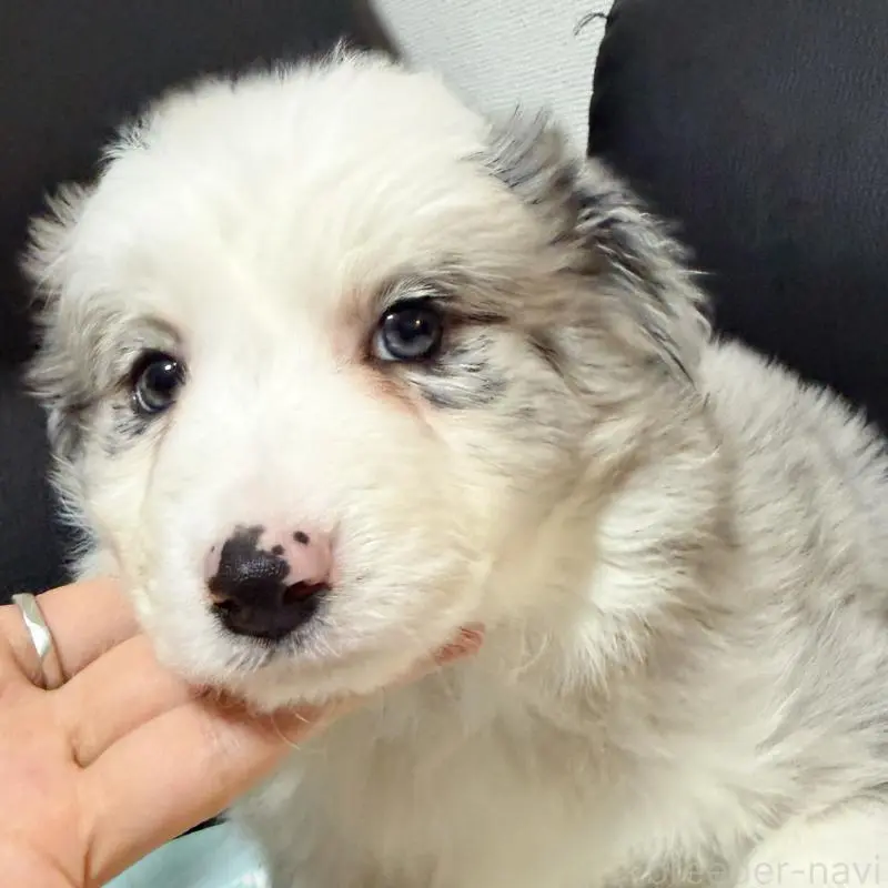 販売中の埼玉県のボーダーコリー-455470の2枚目