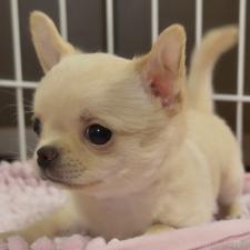 ♀︎チワワ(ロングコート)