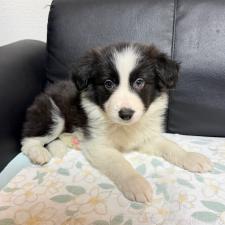 ♀︎ボーダーコリー