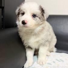 ♀︎ボーダーコリー