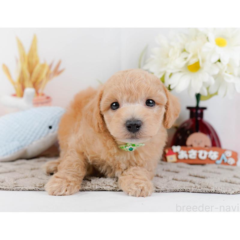 販売中の静岡県のビションプー:ビションフリーゼ×トイプードル-455700の10枚目