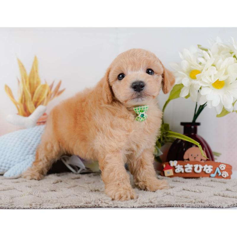 販売中の静岡県のビションプー:ビションフリーゼ×トイプードル-455700の9枚目